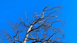 В Бурятии два пенсионера и их сын-инвалид почти 20 лет не могут получить жилье