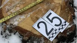 В Бурятии неизвестные загубили 26 сосен в Баргузинском лесничестве
