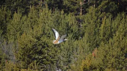 Уникальную операцию на поджелудочной провели хирурги Бурятии