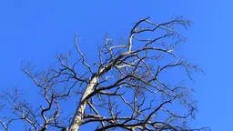 Порывы ветра до 18 м/с прогнозируют в Бурятии