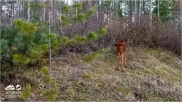Редкая кошка-акробат родилась в новосибирском зоопарке