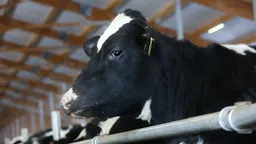 Ущерб от забоя скота в регионах оценили в 1,5 млрд