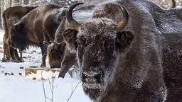 Минприроды опровергло слухи о планах разрешить охоту на краснокнижных животных