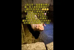 视觉志｜杀猪宴：翻车，早已注定