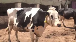 Министерство сельского хозяйства Китая сообщило о вспышке ящура в двух стадах крупного рогатого скота в северо-западных регионах страны