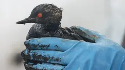 В Анапе после новых выбросов нефтепродуктов пострадали более 800 птиц