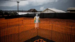 Всемирная организация здравоохранения (ВОЗ) объявила вспышку лихорадки Эбола в Демократической Республике Конго (ДРК) и Уганде чрезвычайной ситуацией в области общественного здравоохранения международного значения