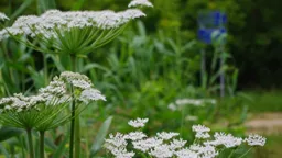В Нижегородской области введут понятие «растения-иноагенты» и обяжут уничтожать борщевик