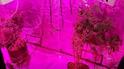 В Грузии задержали гражданина России по обвинению в выращивании конопли