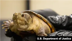 中国公民因走私乌龟与毒蛇被美联邦法官判处两年监禁