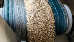 Валовый сбор зерна в Южном федеральном округе за год снизился на 8,9%