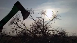 В России запустили проект по тотальной вырубке американского клена