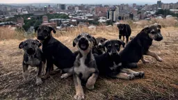 В России впервые за пять лет выросло число беспризорных детей