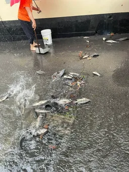 苗栗暴雨奇景！水退驚見「魚群卡溝蓋」網驚：這魚能吃嗎