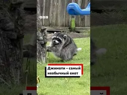 🦝 Джимоти – шарик на ножках, новая звезда интернета и самый необычный енот.