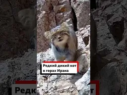 Редкий и очень скрытный дикий кот манул попал в объектив фотоловушки в горах северного Ирана