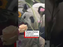 День рождения панд-близнецов в Китае