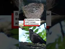 Оптоволокно от дронов часто окутывает населенные пункты и леса. Птицы научились вить из него гнезда