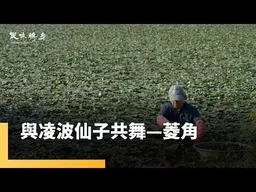 水雉鳥的最愛—菱角　農人長年吃苦當吃補　許願亞洲廚神研發甜食｜風味轉身｜#鏡新聞