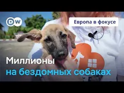 Как в Румынии зарабатывают миллионы на бездомных собаках. Европа в фокусе