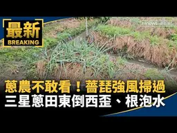 蔥農不敢看！薔琵強風掃過　三星蔥田東倒西歪、根泡水｜#鏡新聞