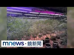 515株大麻藏石門山區！　父子檔打造大型種植場｜#鏡新聞