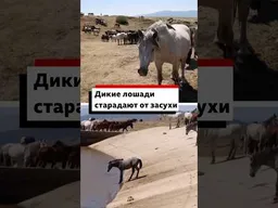 Дикие боснийские лошади страдают от засухи. Сильно обмелели даже искусственные водоемы