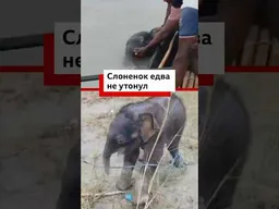 Спасение слоненка в Индии