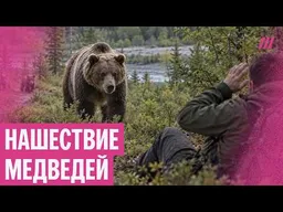 Медведи нападают на россиян. Что происходит, реакция властей и что делать при встрече с хищником