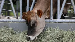 Китай начал забой скота после вспышки ящура, которая пришла в страну из-за границы