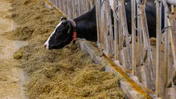 Массовый забой скота в России может быть связан с распространением ящура