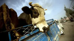 В Китае нашли ящур нового штамма — в регионе, который граничит с Сибирью