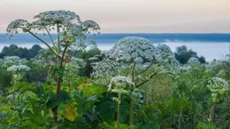 В Пермском крае у дачника отобрали участок из-за сорняков