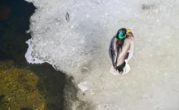 В Москве побит третий с начала месяца температурный рекорд