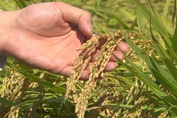 韩政府决定分阶段供应15万吨政府粮食 以稳定大米价格