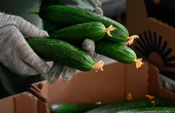 В России с 17 по 24 февраля яйца подорожали на 3,9%, с начала года - на 10,5%