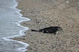 Новое пятно нефтепродуктов обнаружили в акватории Черного моря