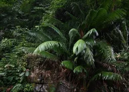 連州發現仙湖蘇鐵群落　為國家一級保護植物