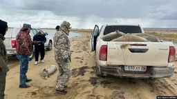 Специалисты озвучили новую причину массовой гибели тюленей на берегах Каспия