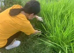 中大揭固氮細菌可自製肥料　減少農作物依賴化肥