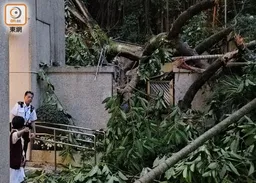 跑馬地30米高塌樹擊中安老院　食水管爆裂幸無人傷