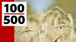 «Самые тяжелые времена — сейчас». Объясняем в 100 и 500 словах зерновой кризис в России