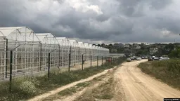 В Крыму свернуло работу крупнейшее тепличное производство