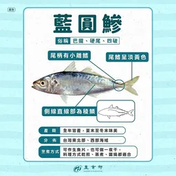 別再認錯魚！專家2招教你分辨藍圓鰺和日本竹筴魚