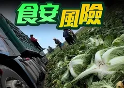 韓食藥處：近日進口中國大白菜未檢出甲醛