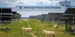 100 овец устроили на завод Volkswagen: зачем?