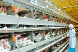 Птицефабрика Дашогузского велаята увеличивает выпуск продукции