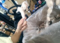 多地檢查牛蛙產品　如違規將頂格處罰