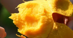 東森深度周報／甜！芒果季到了 屏東果園現吃爆汁