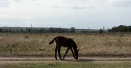 Она учила детей свободе и состраданию. Один из них вырос, отправился воевать против Украины и погиб. Владимир Севриновский